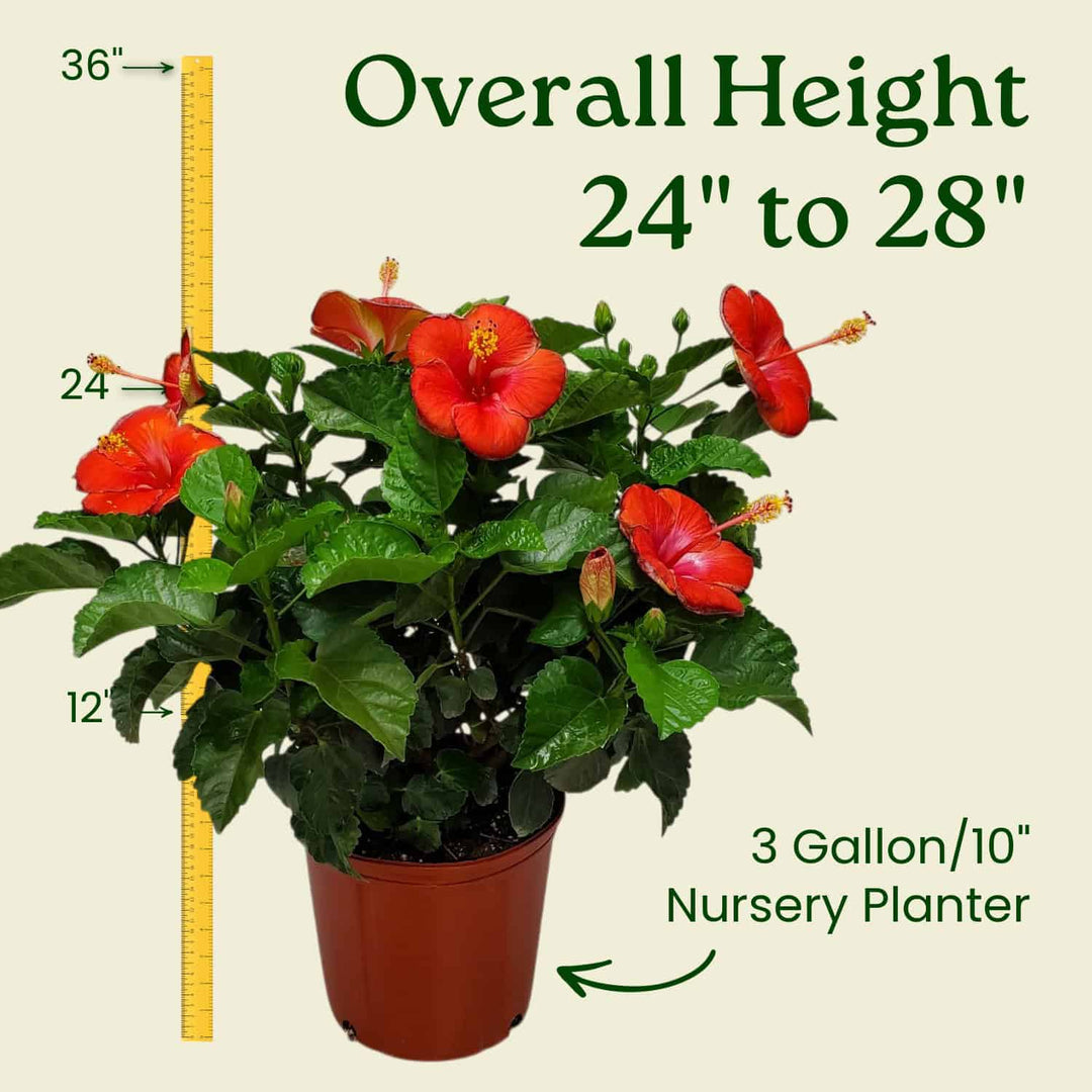 Potted plant with red flowers and measurement details on a beige background #size_3-gallon