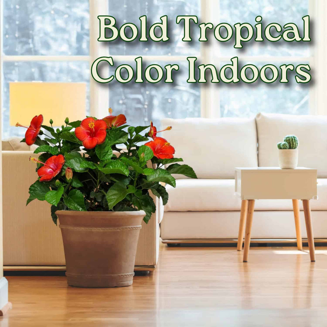 Living room with a potted plant featuring red flowers and green leaves, text 'Bold Tropical Color Indoors' displayed. #size_3-gallon