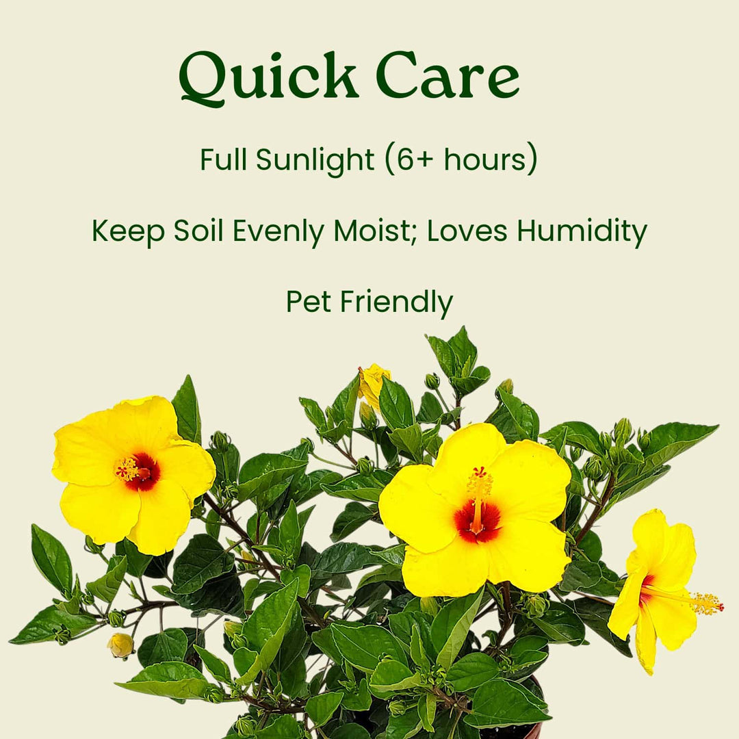 Yellow flowers with care instructions on a beige background #size_3-gallon