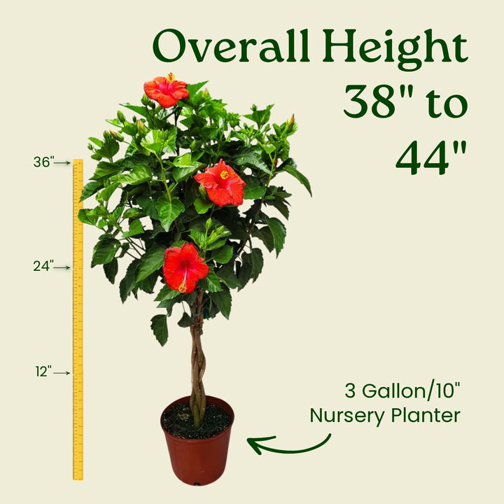 Potted plant with red flowers and measurement details on a beige background #trunk_braided