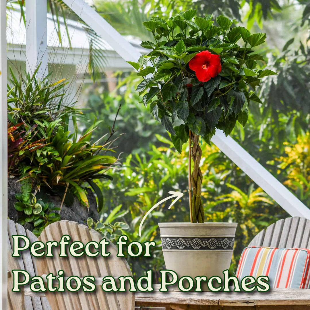 Potted plant with a red flower on a patio with chairs and plants in the background. #trunk_braided