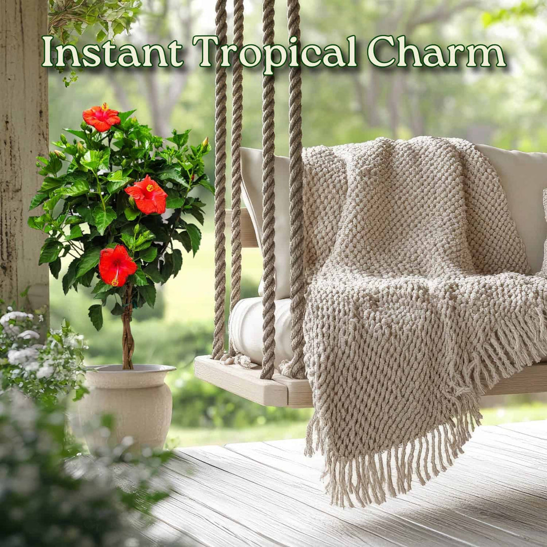 Swing with a blanket and potted plant on a wooden deck with text 'Instant Tropical Charm'. #trunk_braided