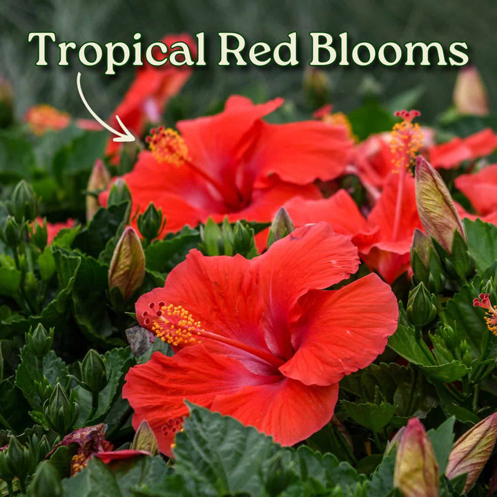 Tropical red flowers with green leaves and text 'Tropical Red Blooms'. #trunk_braided
