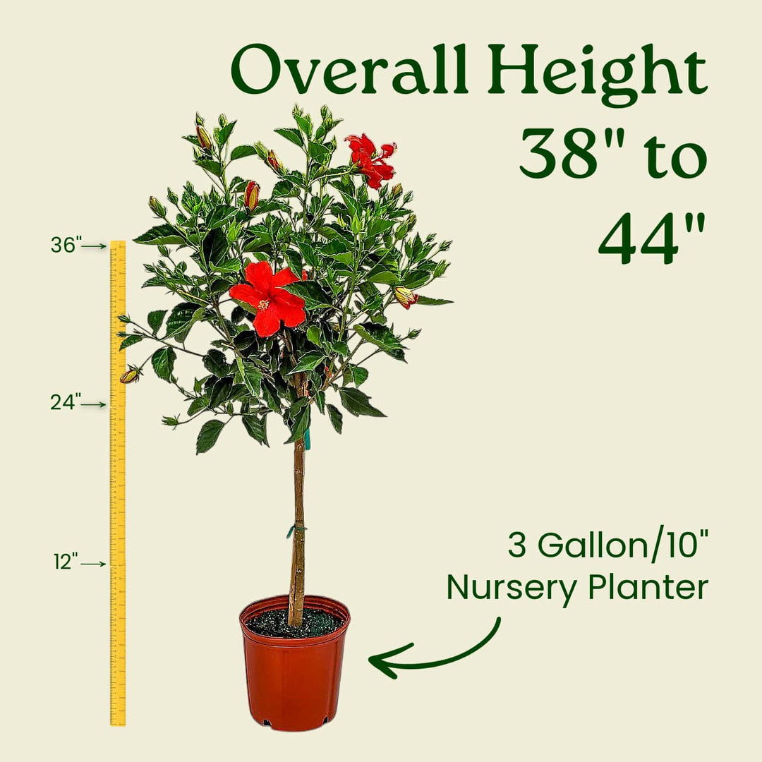 Potted plant with red flowers and measurement details on a beige background #trunk_standard