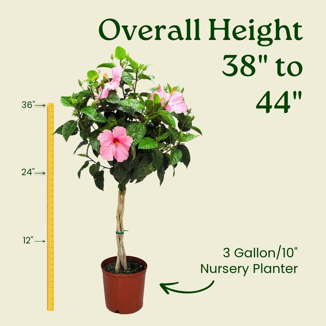 Potted plant with pink flowers and measurement details on a beige background #trunk_braided