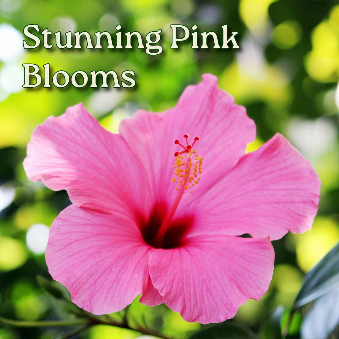 Pink flower with green foliage in the background and text 'Stunning Pink Blooms'. #trunk_braided