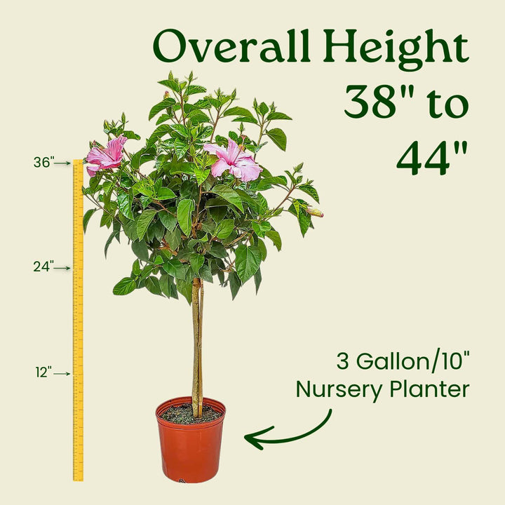 Potted plant with measurement details on a beige background #trunk_standard