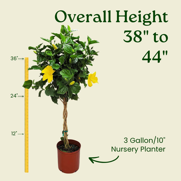Potted plant with measurement details on a beige background #trunk_braided