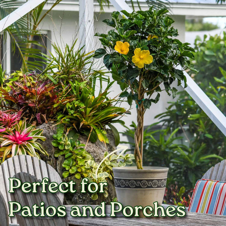 Potted plant with yellow flowers on a patio with chairs and plants in the background. #trunk_braided