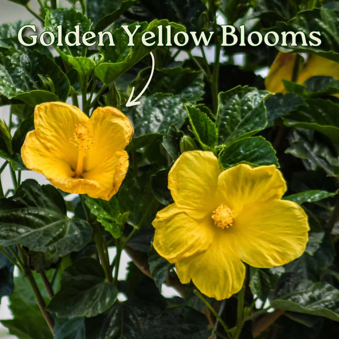 Two golden yellow flowers with green leaves and text 'Golden Yellow Blooms' on a blurred background. #trunk_braided