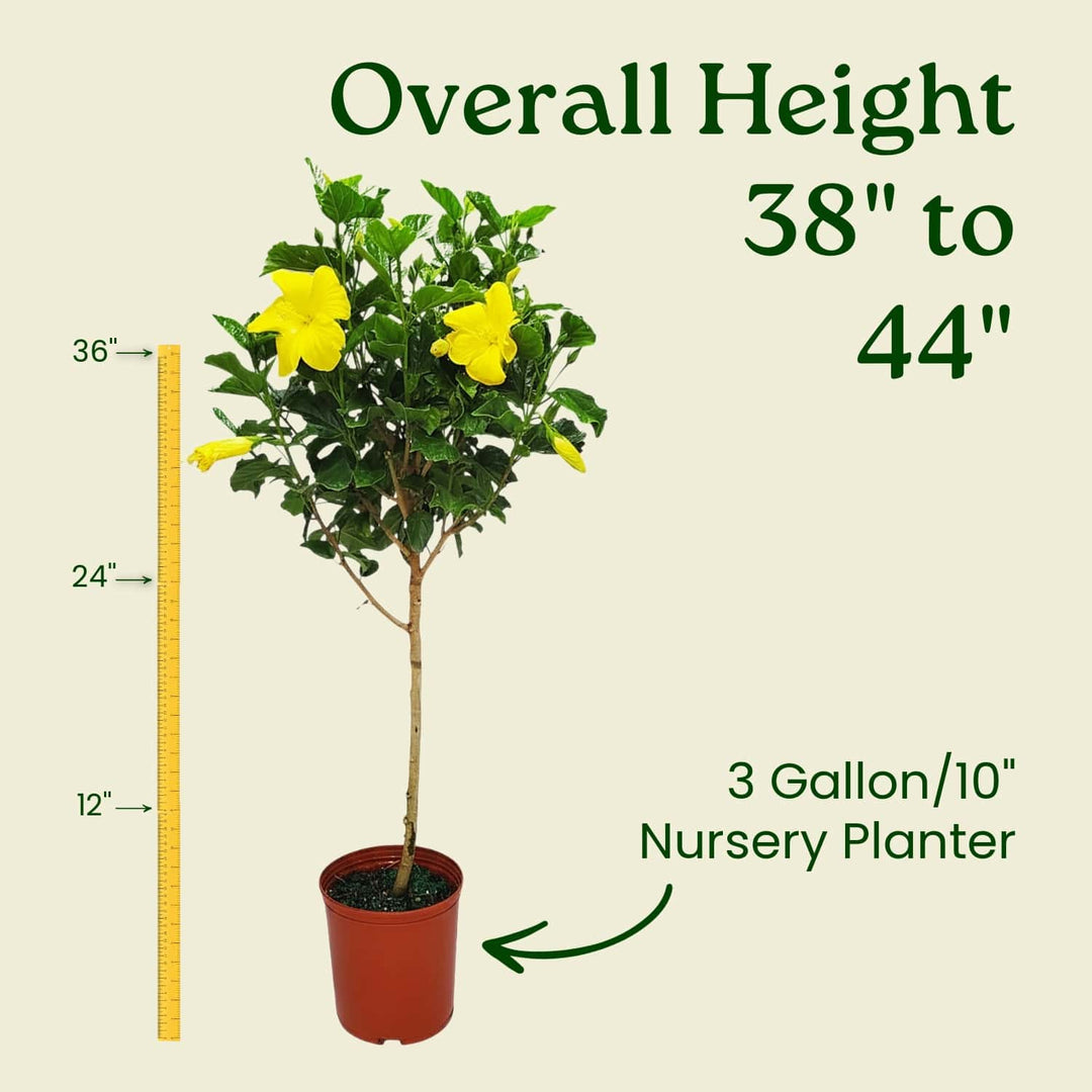 Potted plant with yellow flowers and measurement details on a beige background #trunk_standard