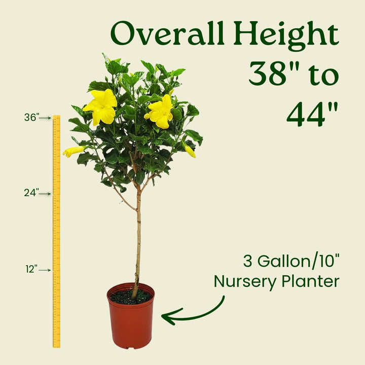 Potted plant with yellow flowers and measurement details on a beige background #trunk_standard