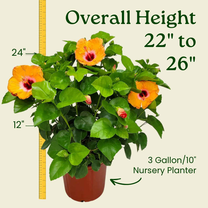Potted plant with orange flowers and green leaves, accompanied by a measuring tape and text indicating height and planter size. #size_3-gallon
