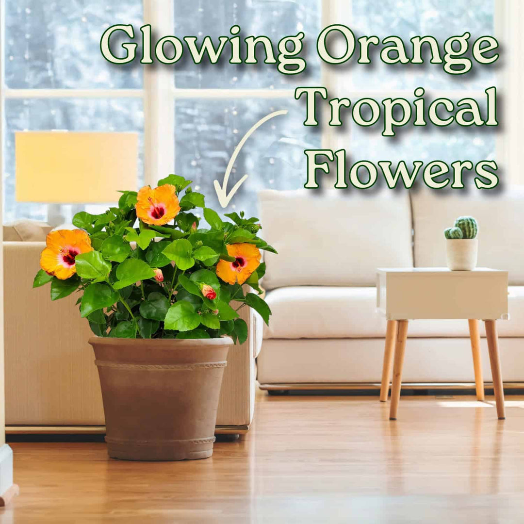 Potted plant with glowing orange tropical flowers in a living room setting #size_3-gallon