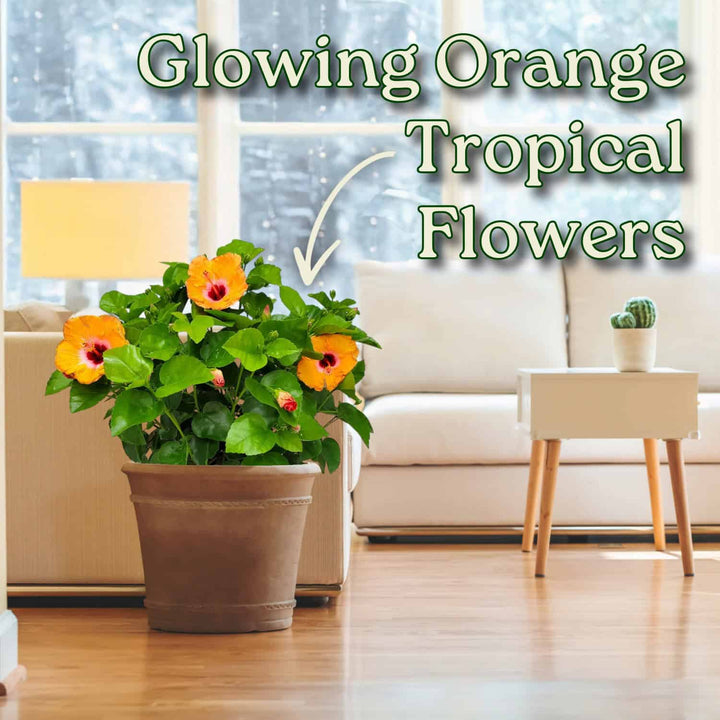 Potted plant with glowing orange tropical flowers in a living room setting #size_3-gallon