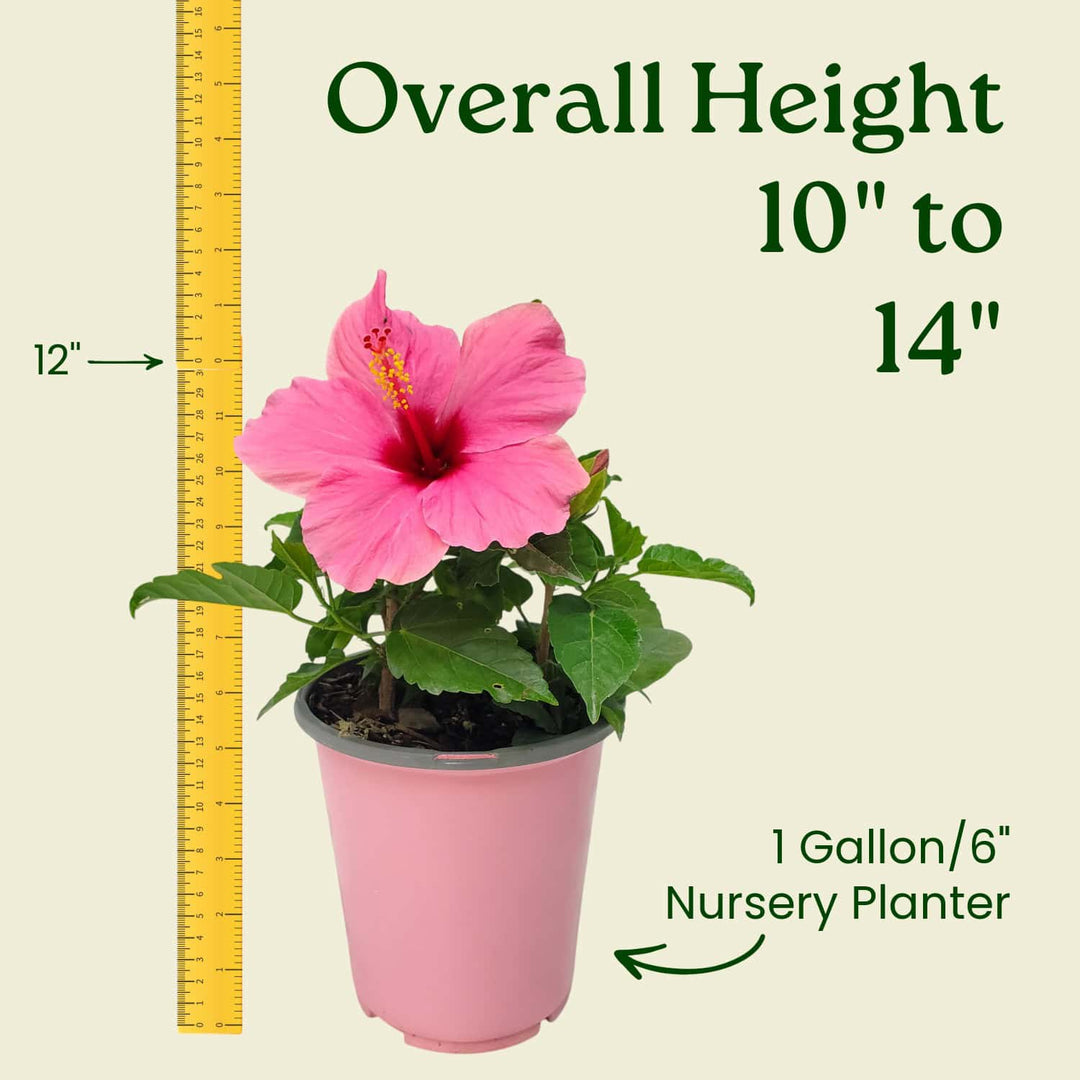 Potted pink flower with a ruler indicating its height and container size on a beige background #size_1-gallon