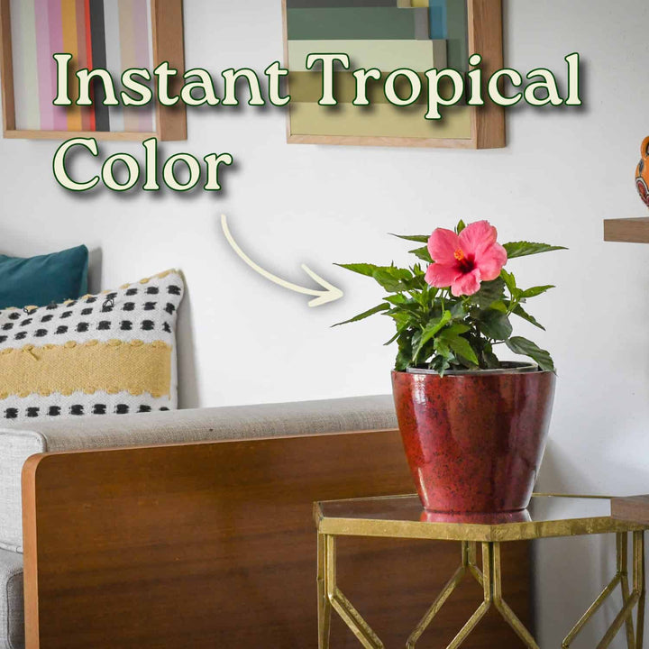 Potted plant on a table with 'Instant Tropical Color' text in a living room setting #size_1-gallon