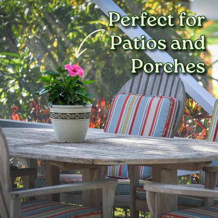 Outdoor furniture set with a table, chairs, and a potted plant on a patio. #size_1-gallon