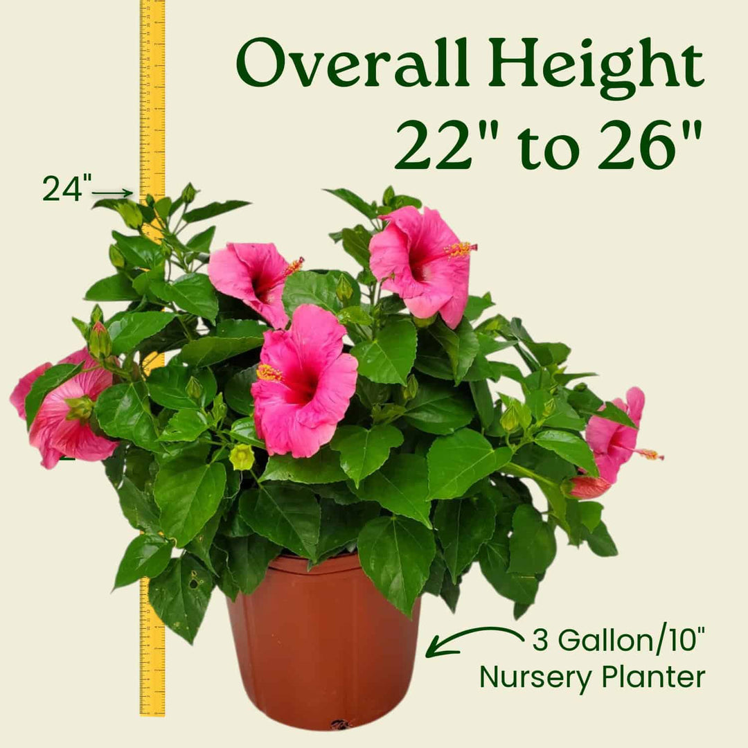 Potted plant with pink flowers and measurement details on a beige background #size_3-gallon