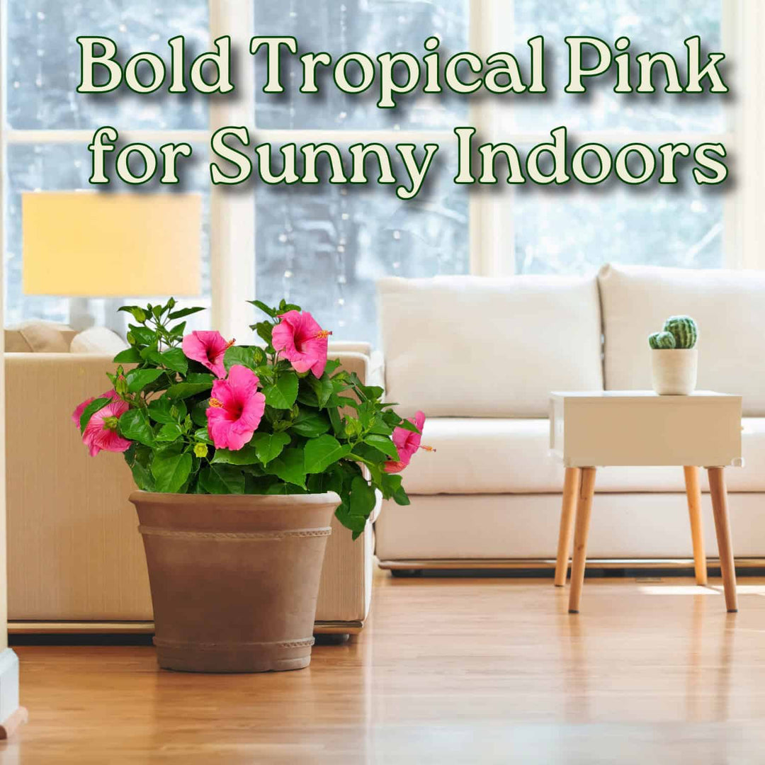 Living room with a potted plant featuring bold tropical pink flowers, text overlay 'Bold Tropical Pink for Sunny Indoors'. #size_3-gallon