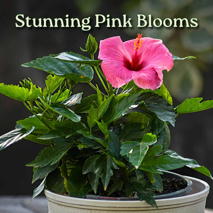 Potted plant with a pink flower and green leaves, labeled 'Stunning Pink Blooms'. #size_1-gallon