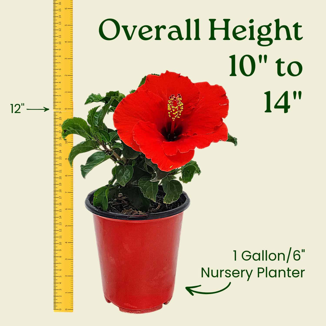 Red potted plant with a yellow ruler indicating its height and container size on a beige background. #size_1-gallon