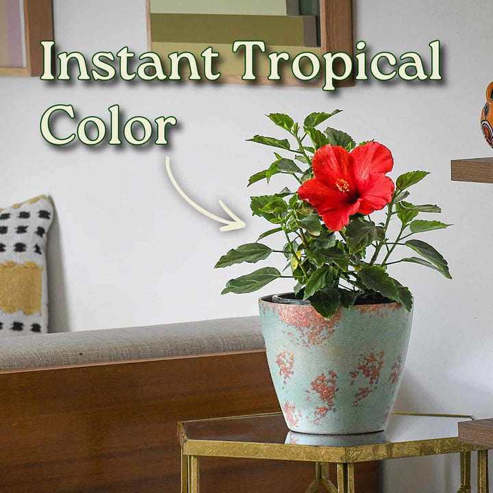 Potted plant with red flowers on a table in a living room setting #size_1-gallon