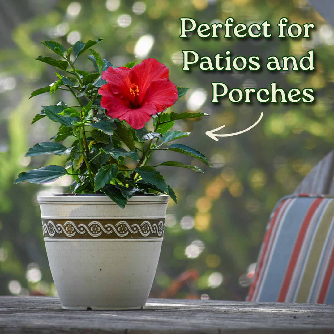 Potted plant with a red flower on a patio table, text 'Perfect for Patios and Porches' above. #size_1-gallon