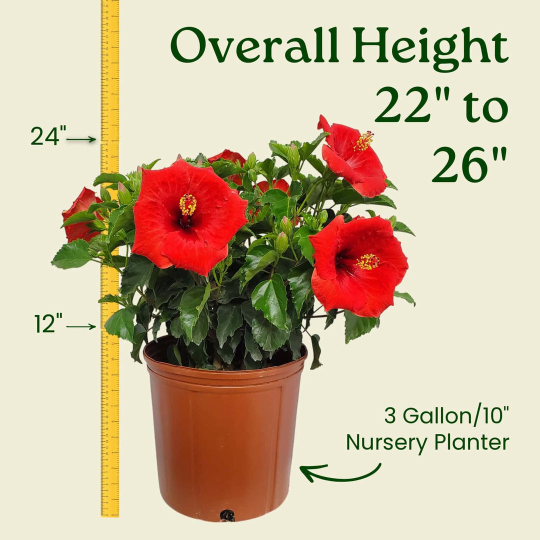 Potted plant with red flowers and measurement details on a beige background #size_3-gallon