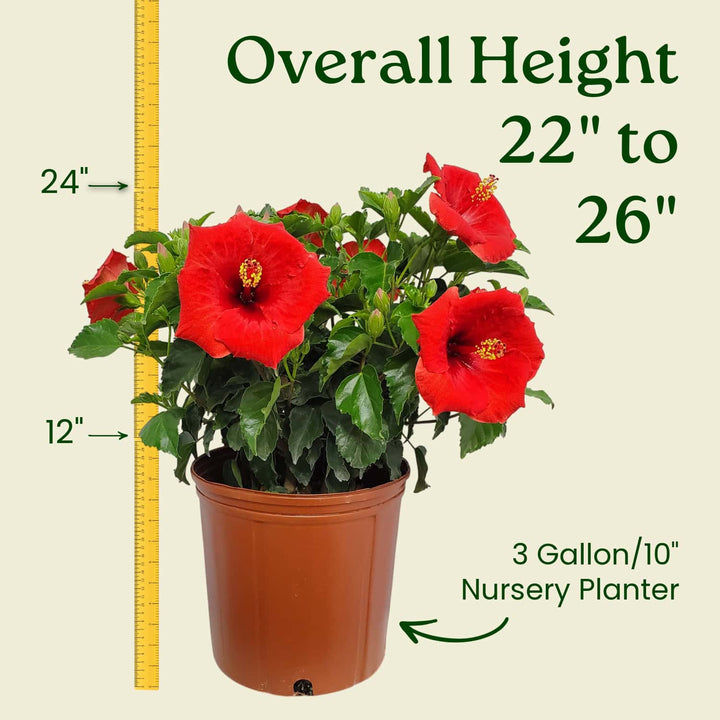 Potted plant with red flowers and measurement details on a beige background #size_3-gallon