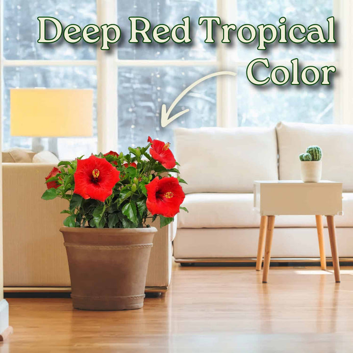 Potted plant with red flowers in a living room setting, labeled 'Deep Red Tropical Color'. #size_3-gallon