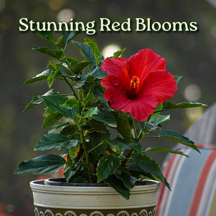 Potted plant with a stunning red bloom against a blurred background #size_1-gallon