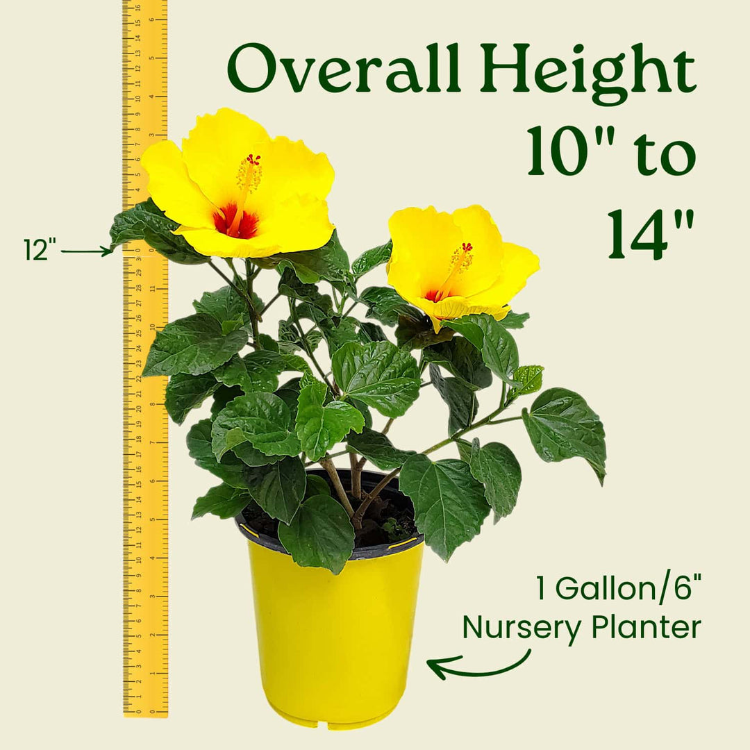 Potted plant with yellow flowers and a ruler indicating its height, on a beige background. #size_1-gallon