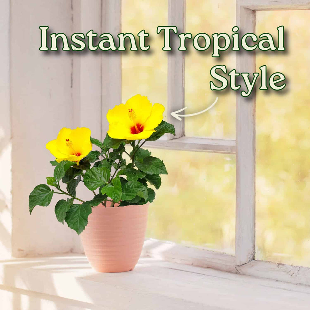 Potted plant with yellow flowers on a windowsill, labeled 'Instant Tropical Style'. #size_1-gallon