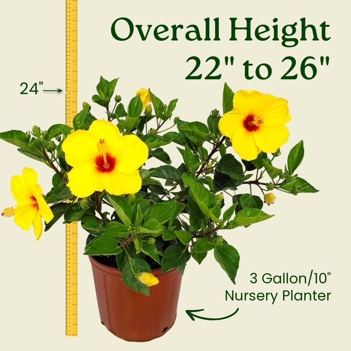 Potted plant with yellow flowers and a measuring tape indicating its height, on a beige background. #size_3-gallon