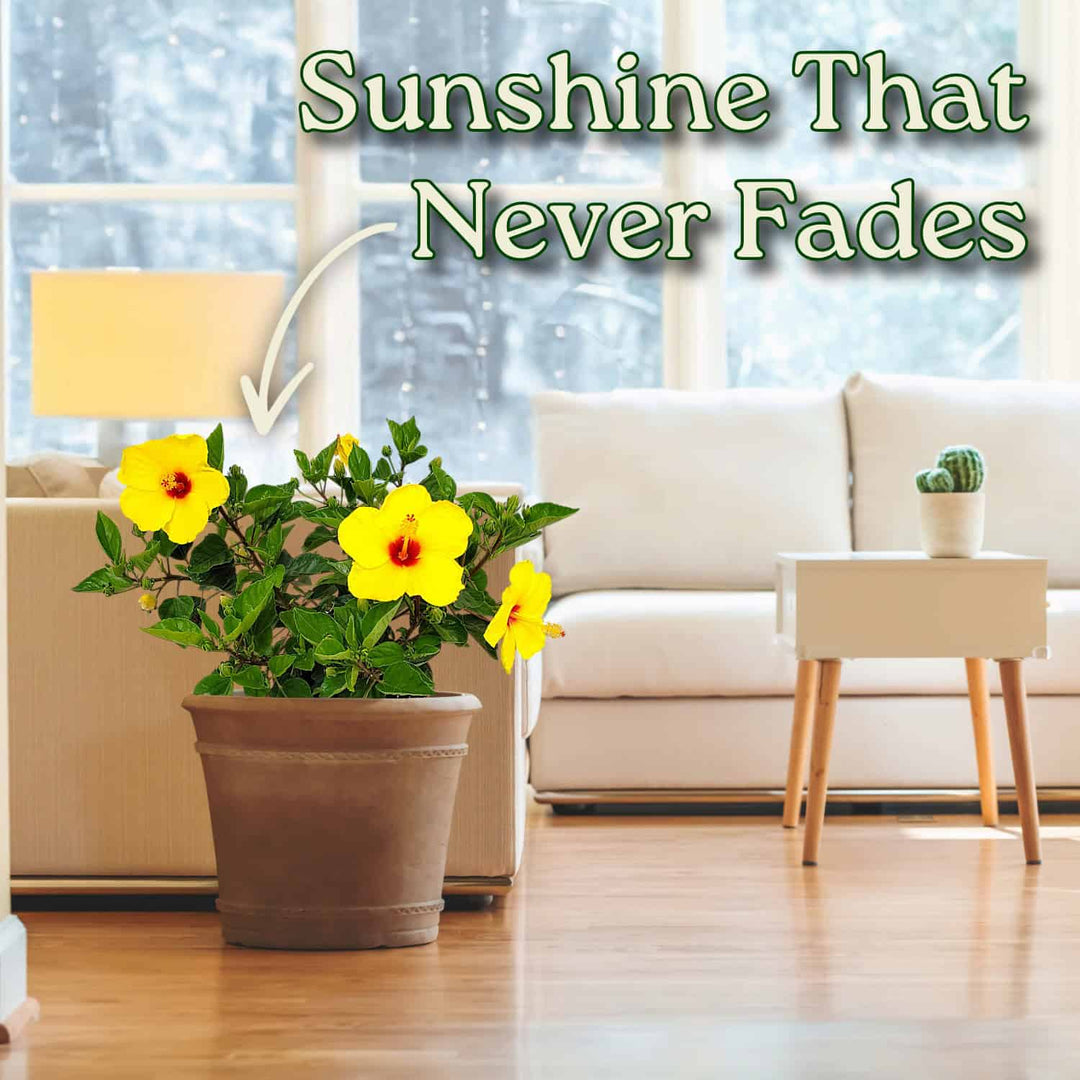Living room with a potted plant and yellow flowers, text 'Sunshine That Never Fades' above. #size_3-gallon