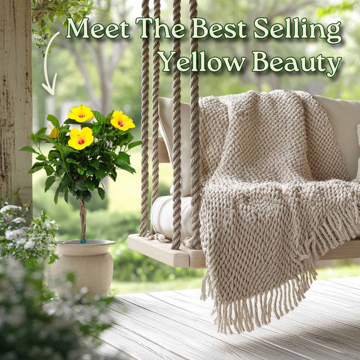 Yoder Yellow Hibiscus Tree