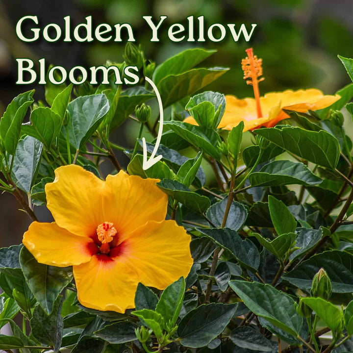 Yellow flowers with green leaves and text 'Golden Yellow Blooms' on a blurred background #size_3-gallon