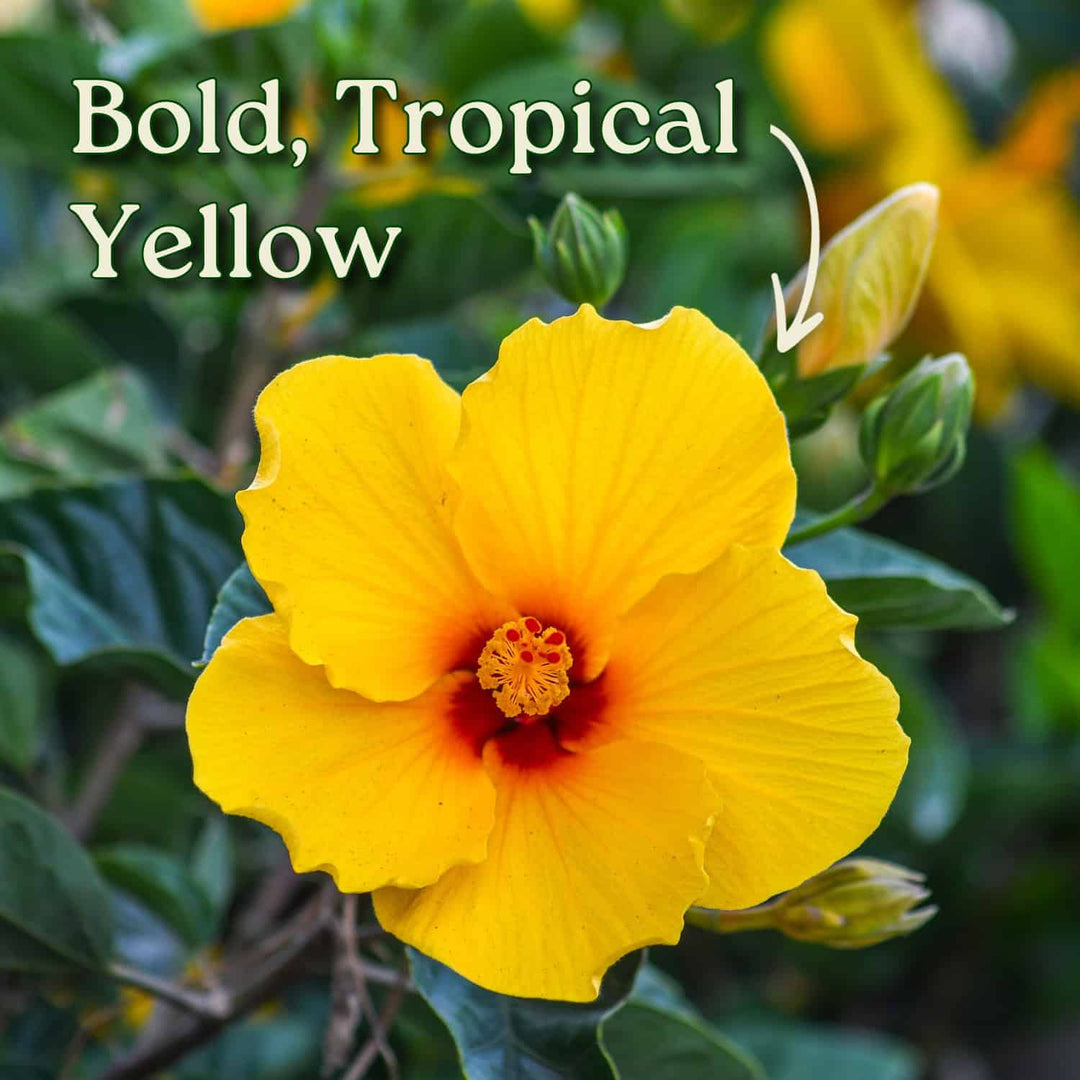 Yoder Yellow Hibiscus Tree