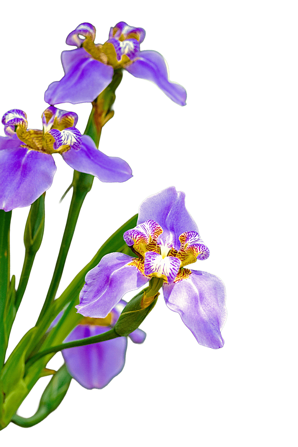iris plant indoor Walking Iris Plant for Sale