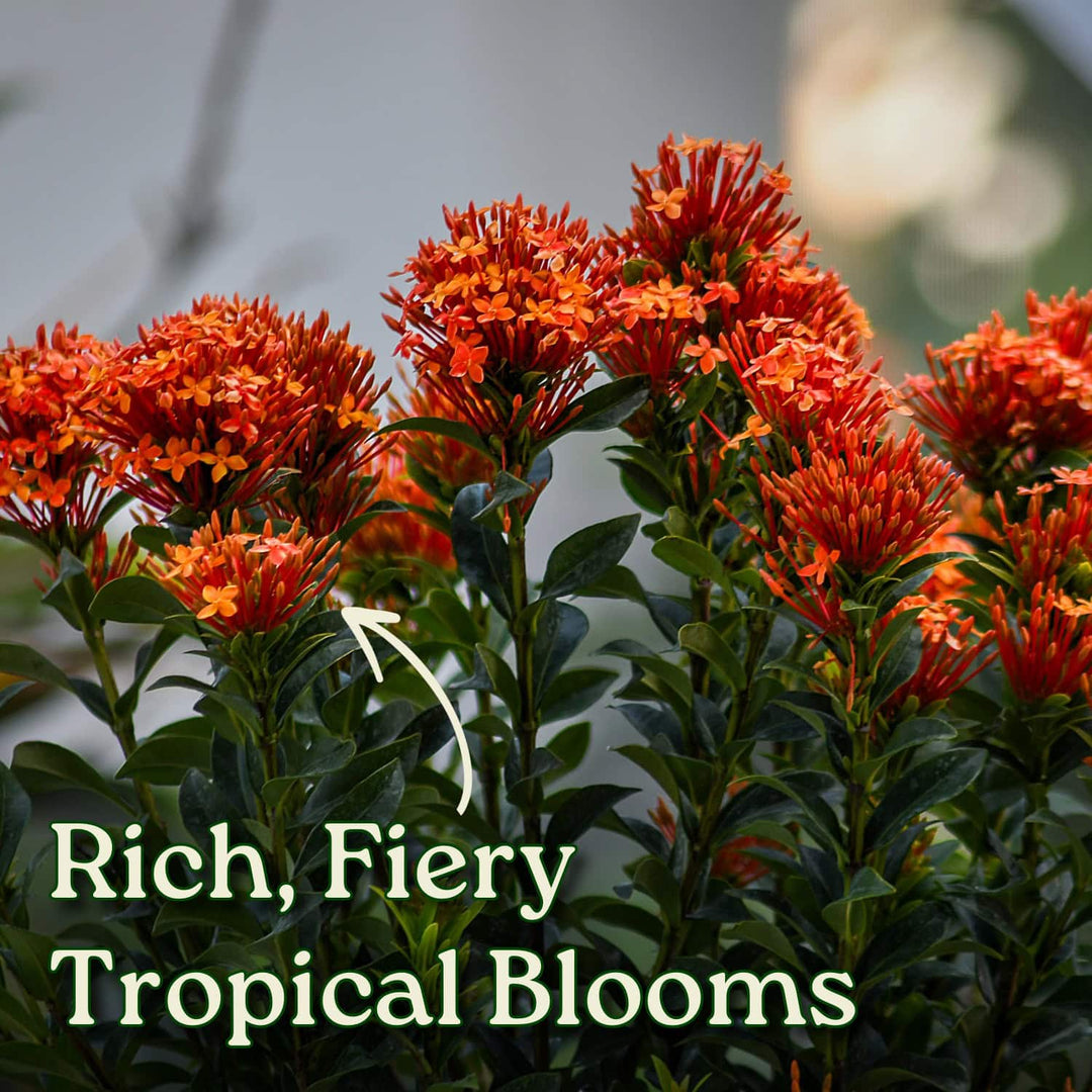 Red Ixora Maui Bush