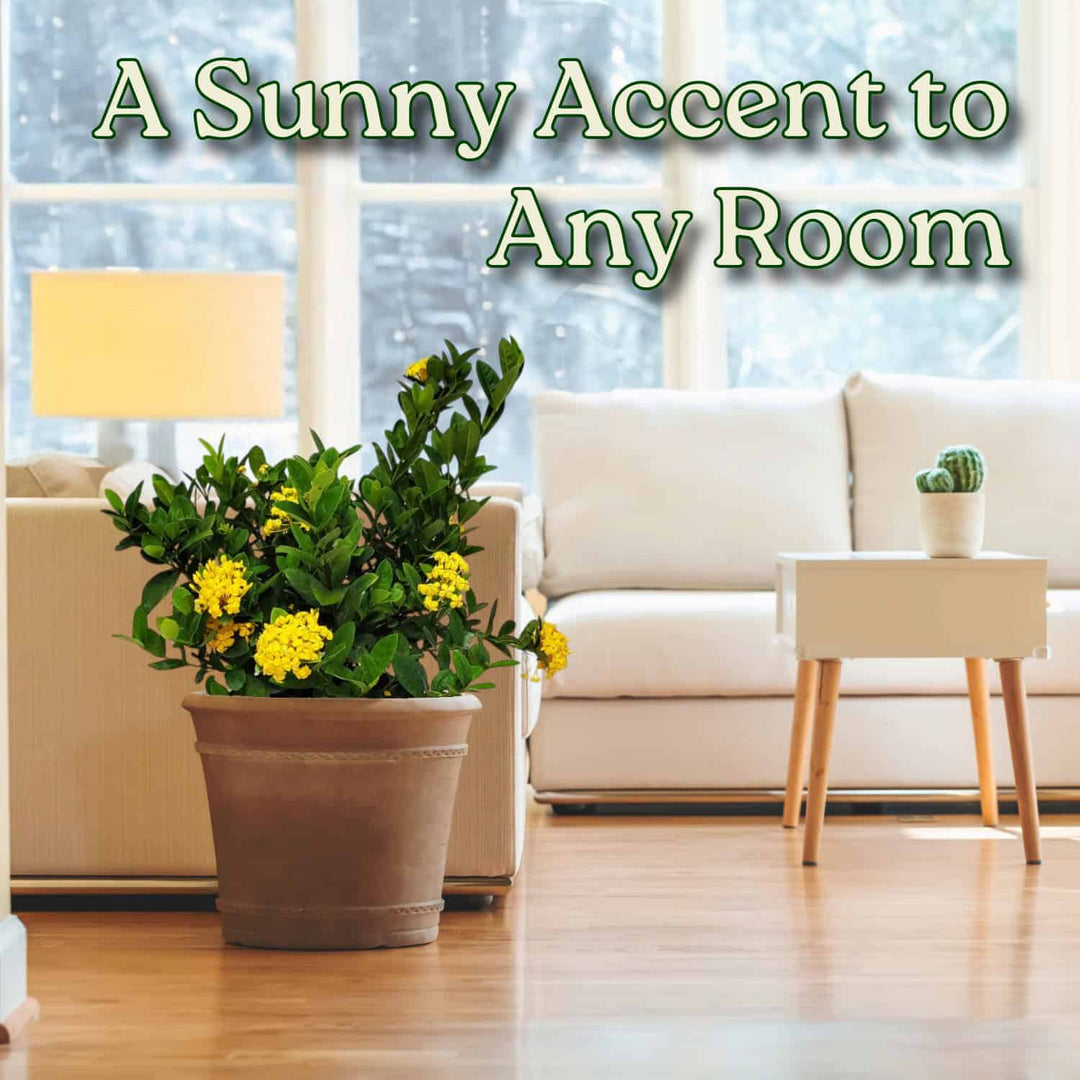 Yellow Ixora Maui Bush