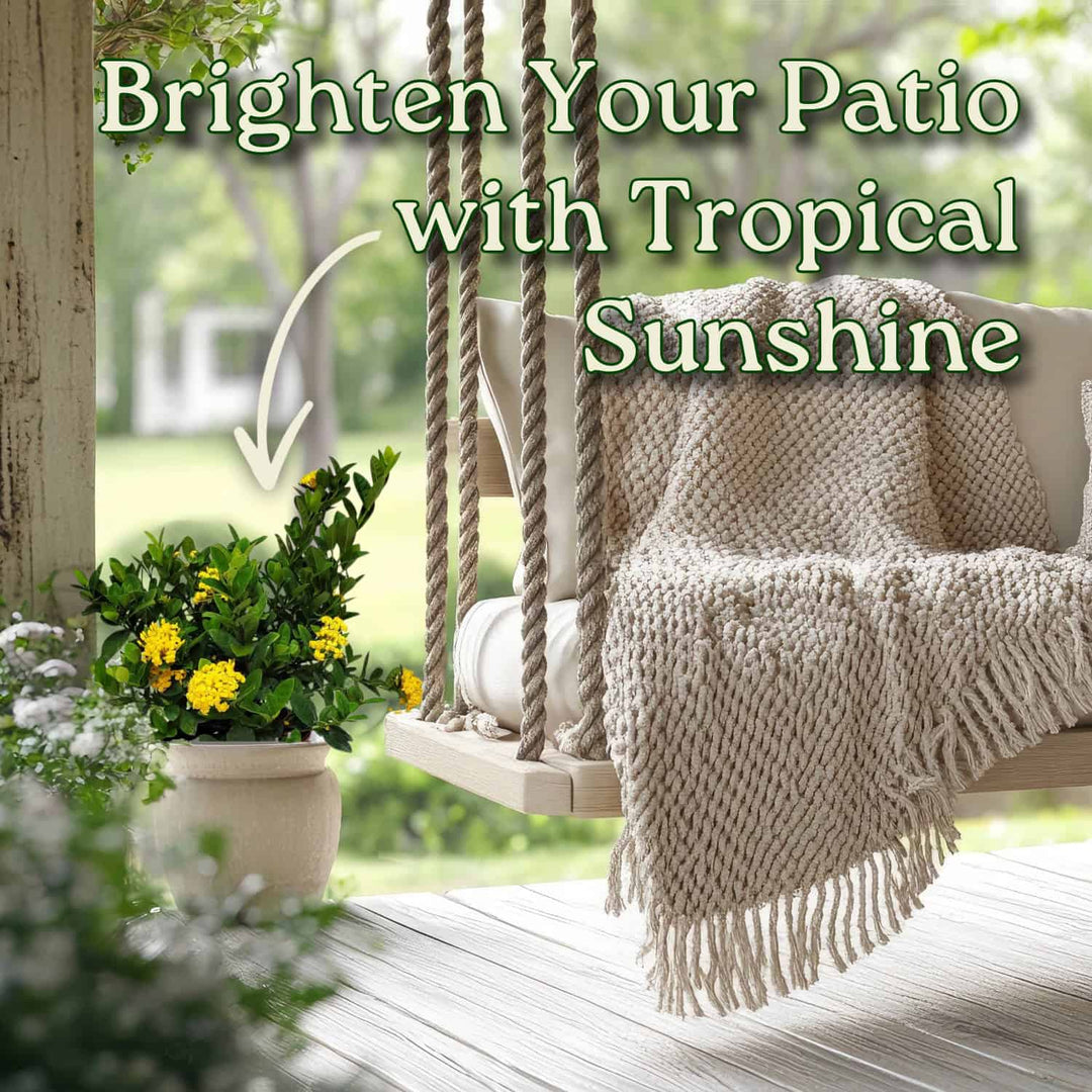 Yellow Ixora Maui Bush