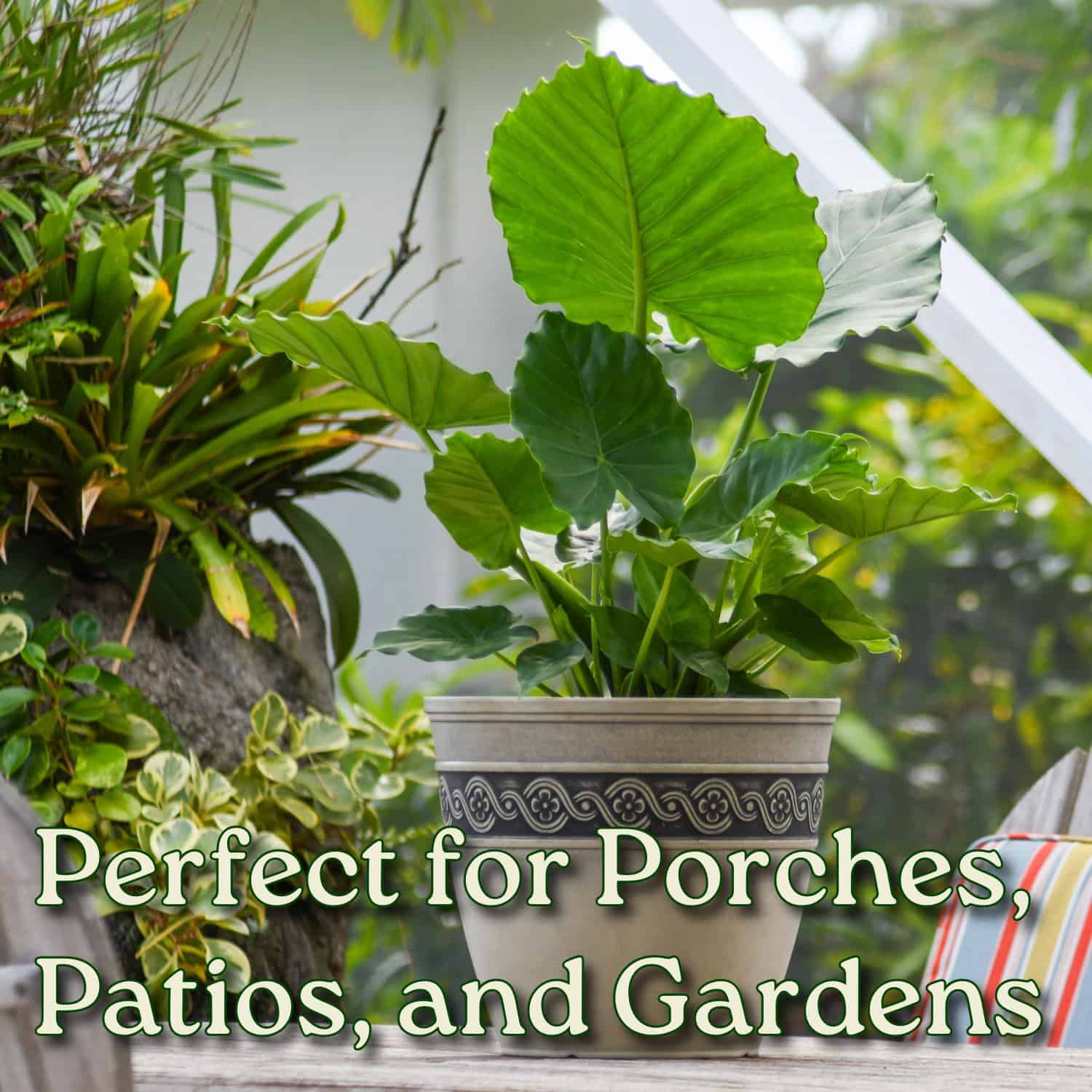 Tropical Plants of Florida Alocasia California - Thumbnail 4