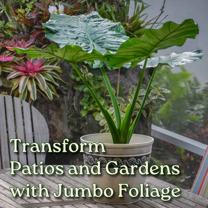 Alocasia Borneo Giant