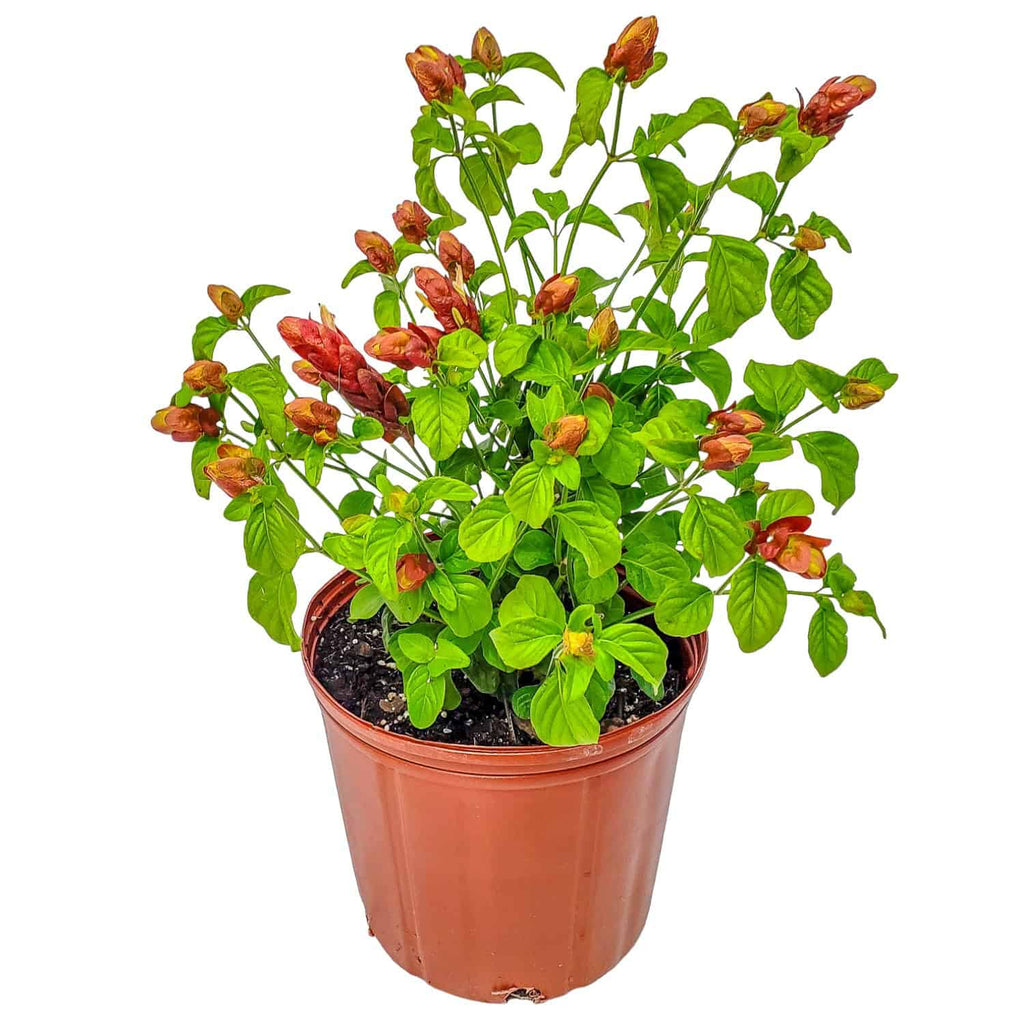 red shrimp plant seeds Shrimp Plant for Sale