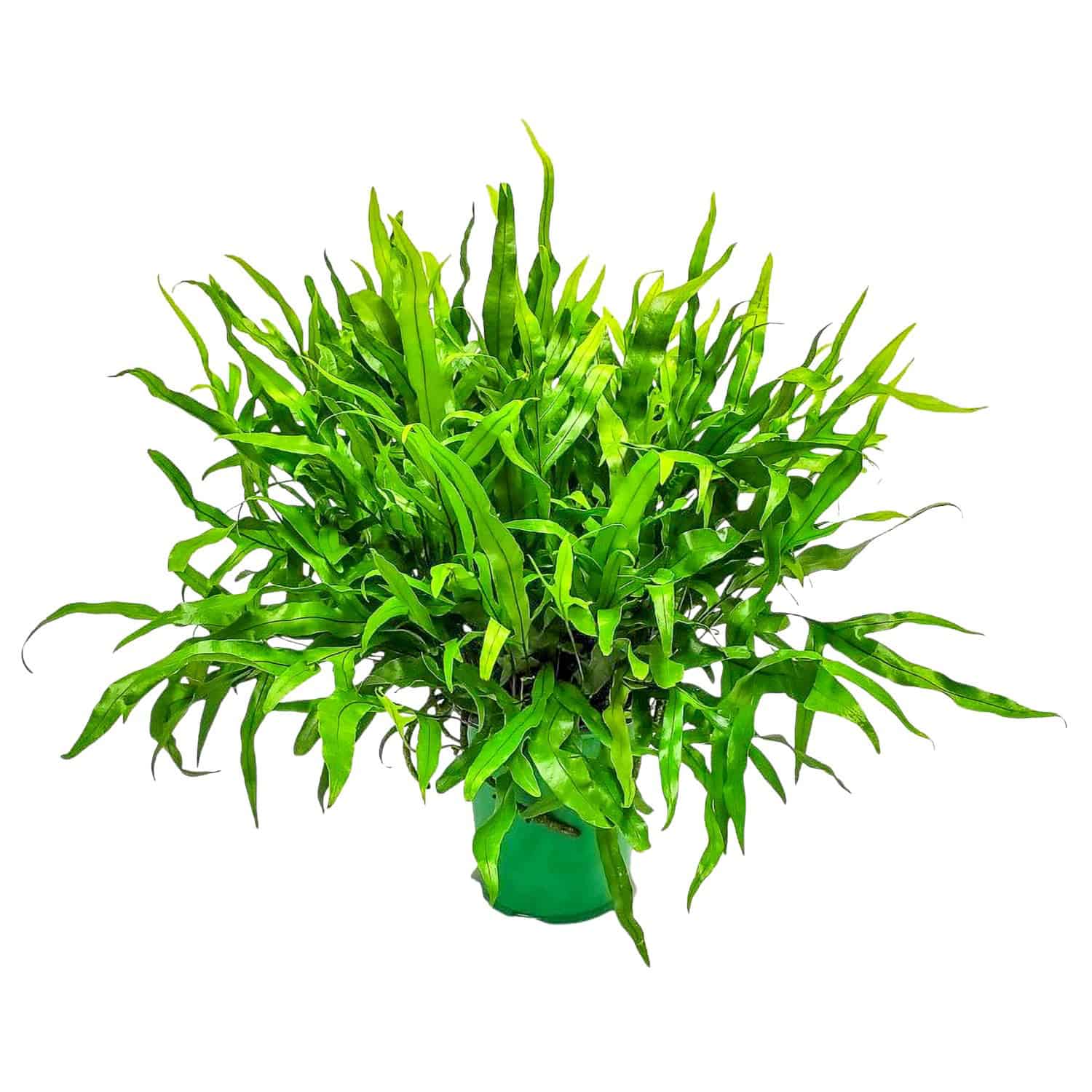 Tropical Plants of Florida Kangaroo Paw Fern