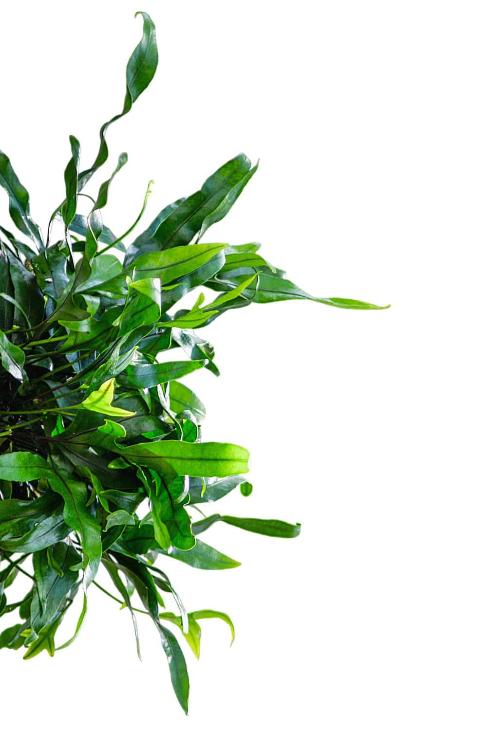 blue star fern vs kangaroo paw fern Kangaroo Fern – Tropical Plants of Florida