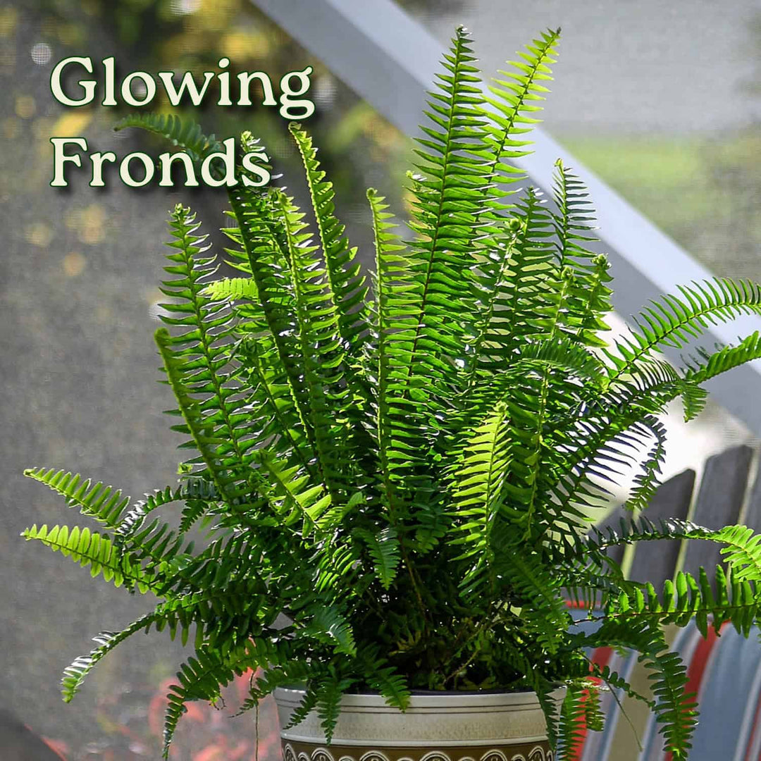 kimberly's indoor plants Kimberly Queen Ferns for Sale
