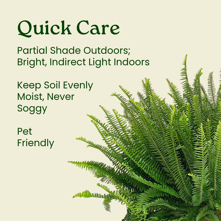Potted fern with care instructions on a beige background #size_3-gallon